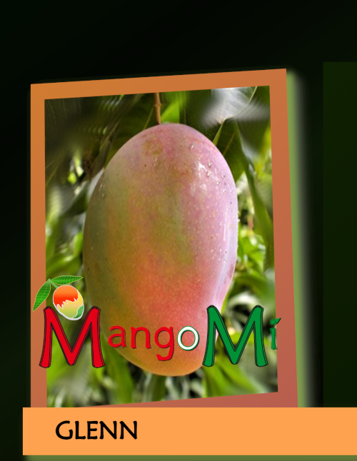 glenn mango mangomì mangifera indica

                          pianta