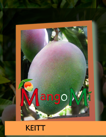 glenn mango mangomì mangifera indica

                          pianta