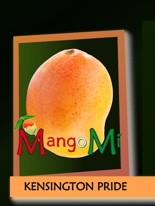kensington

                          pride mango mangomì mangifera indica pianta