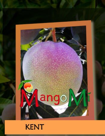 kent mango mangomì mangifera indica

                          pianta