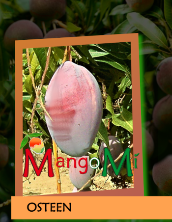 osteen mango

                          mangomì mangifera indica pianta