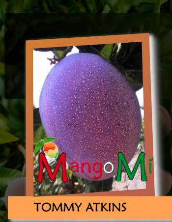 tommy

                        atkinsmango mangomì mangifera indica pianta