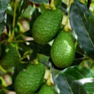 avocado mangomi