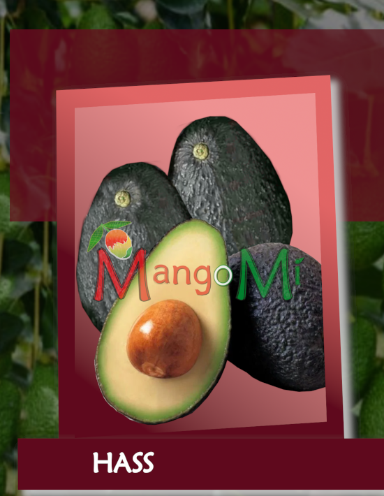 hass avocado

                        mangomì