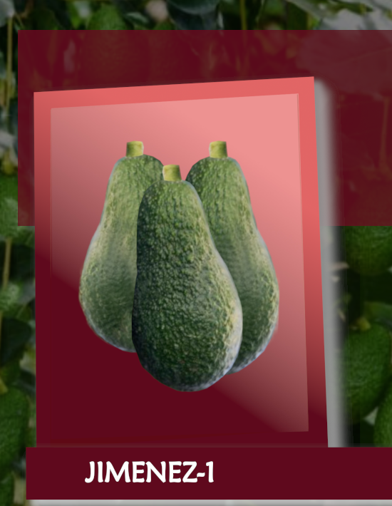 jimenez

                        avocado mangomì